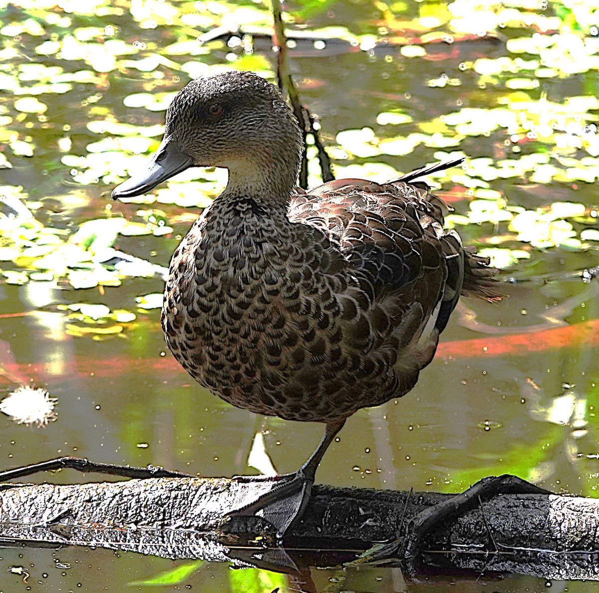 Chestnut Teal - ML644427861