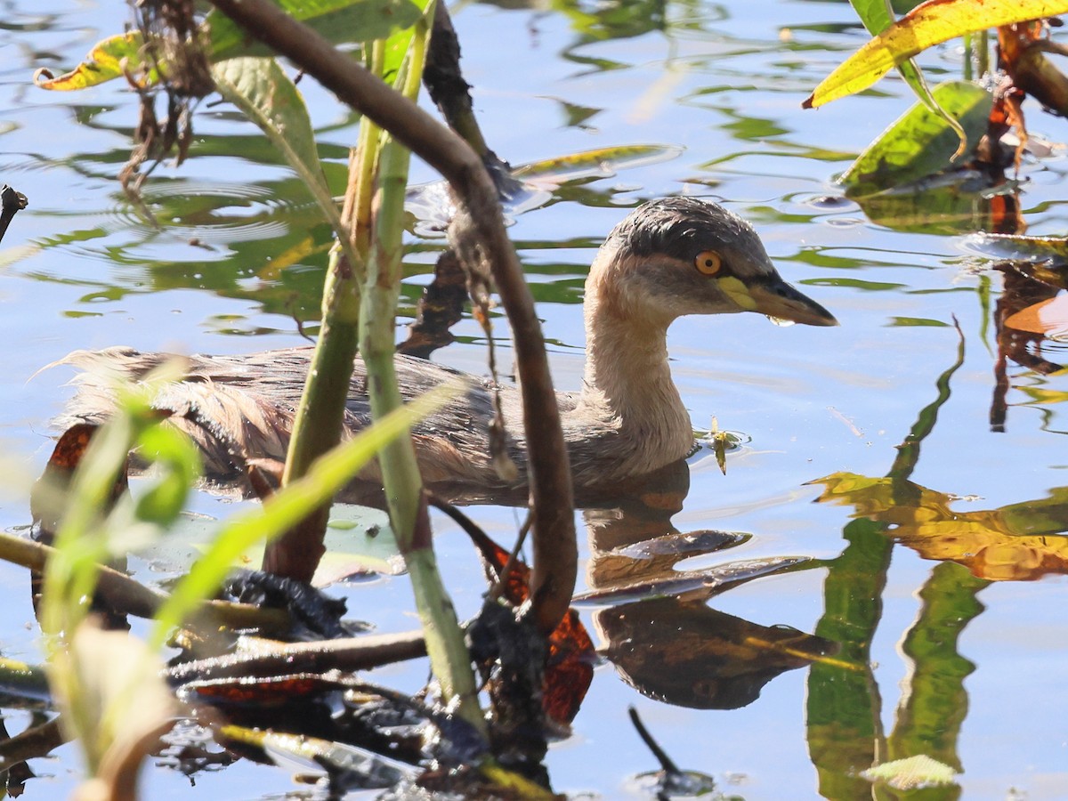 Australasian Grebe - ML644427866