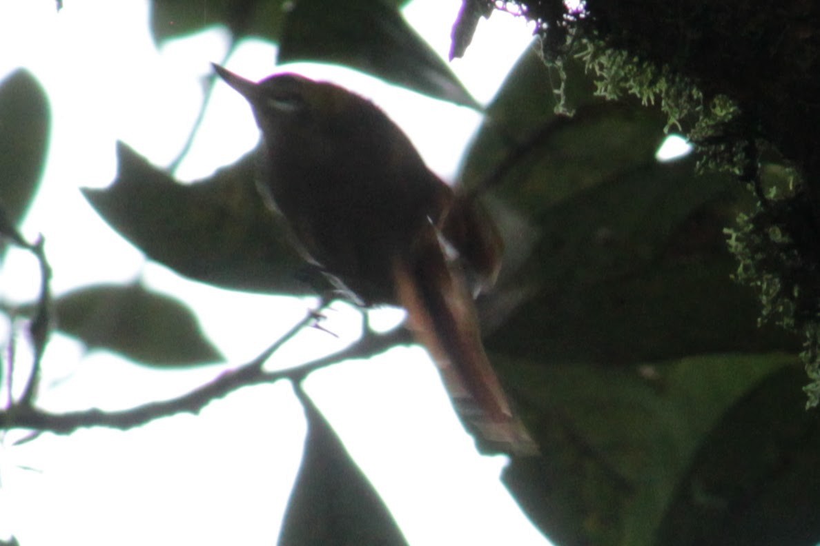 Northern Plain-Xenops - ML644427885