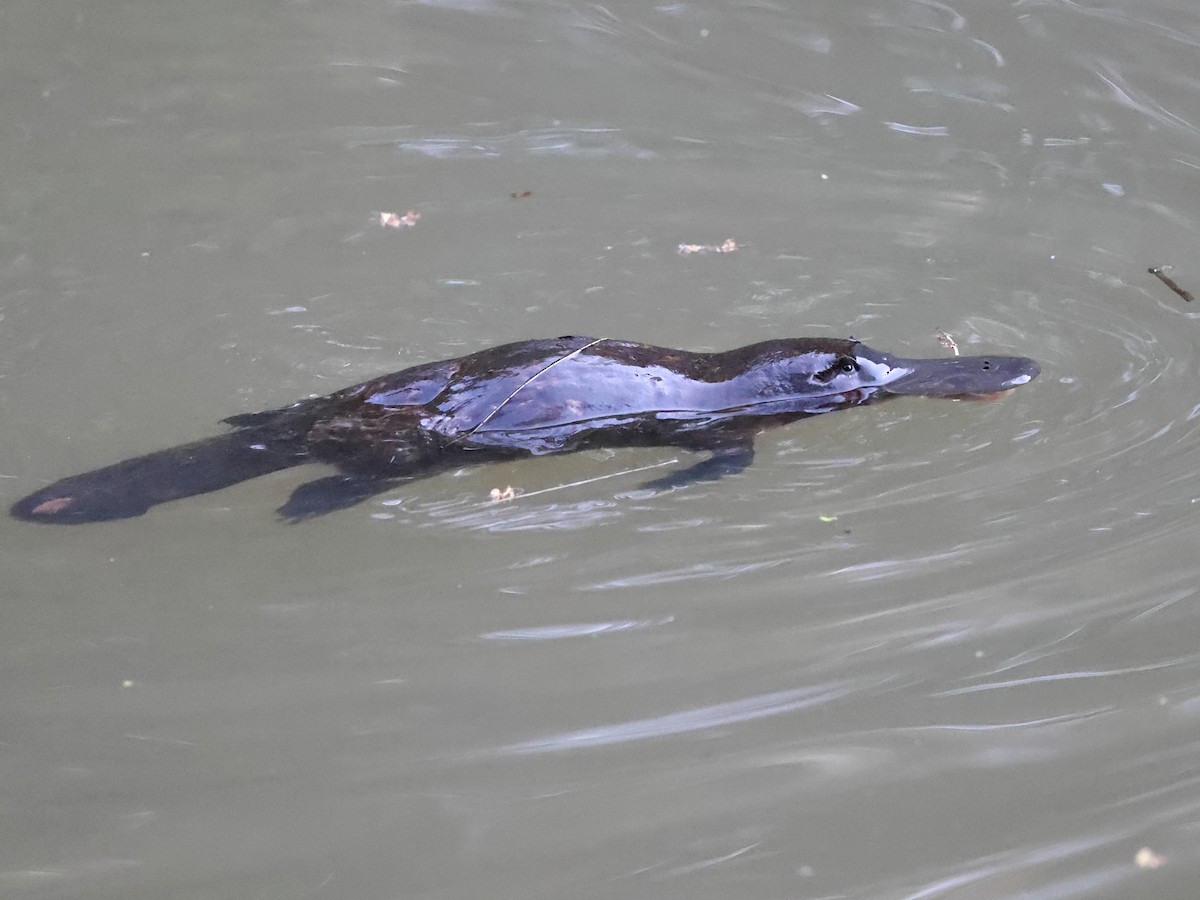 Platypus - ML644427897