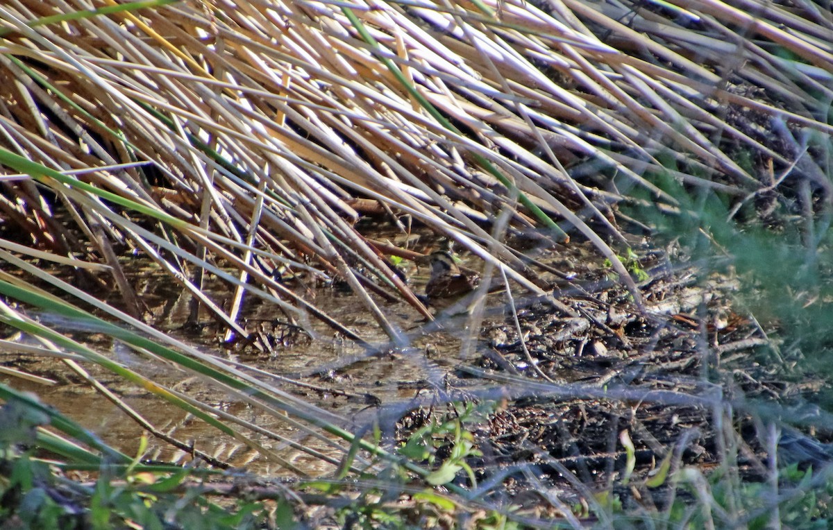 White-throated Sparrow - ML644427903