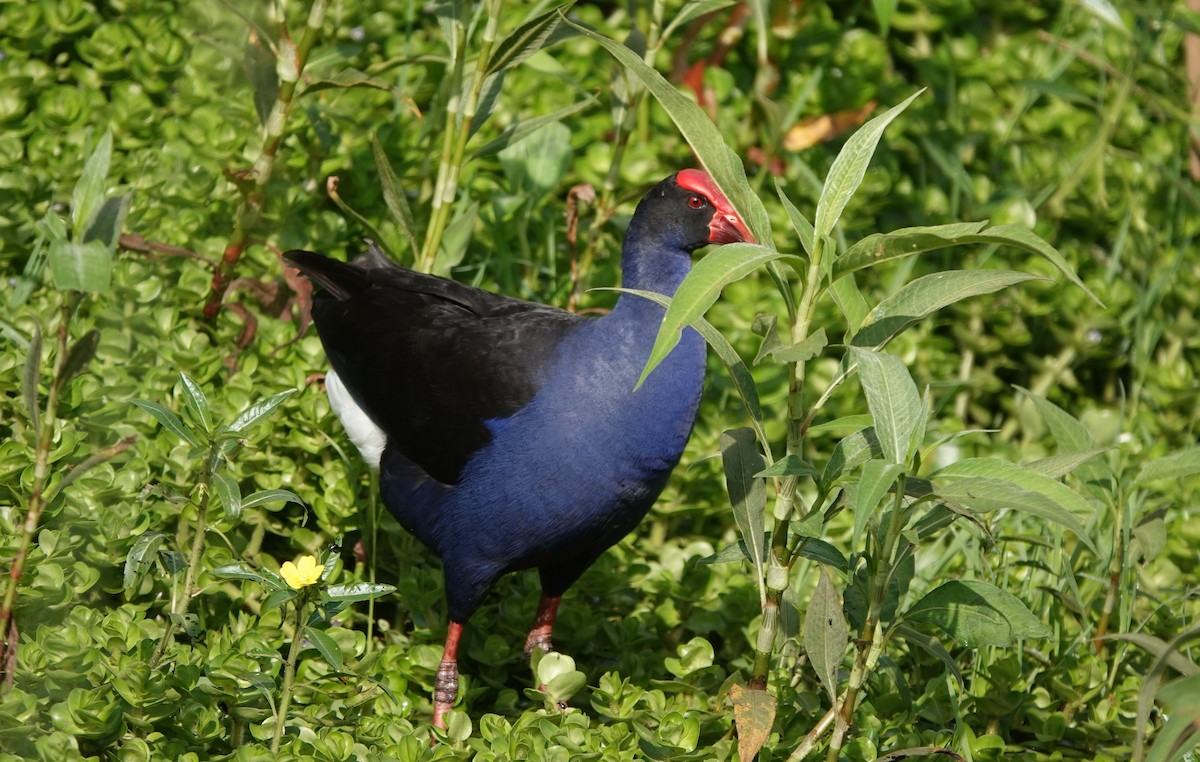 Australasian Swamphen - ML644427904