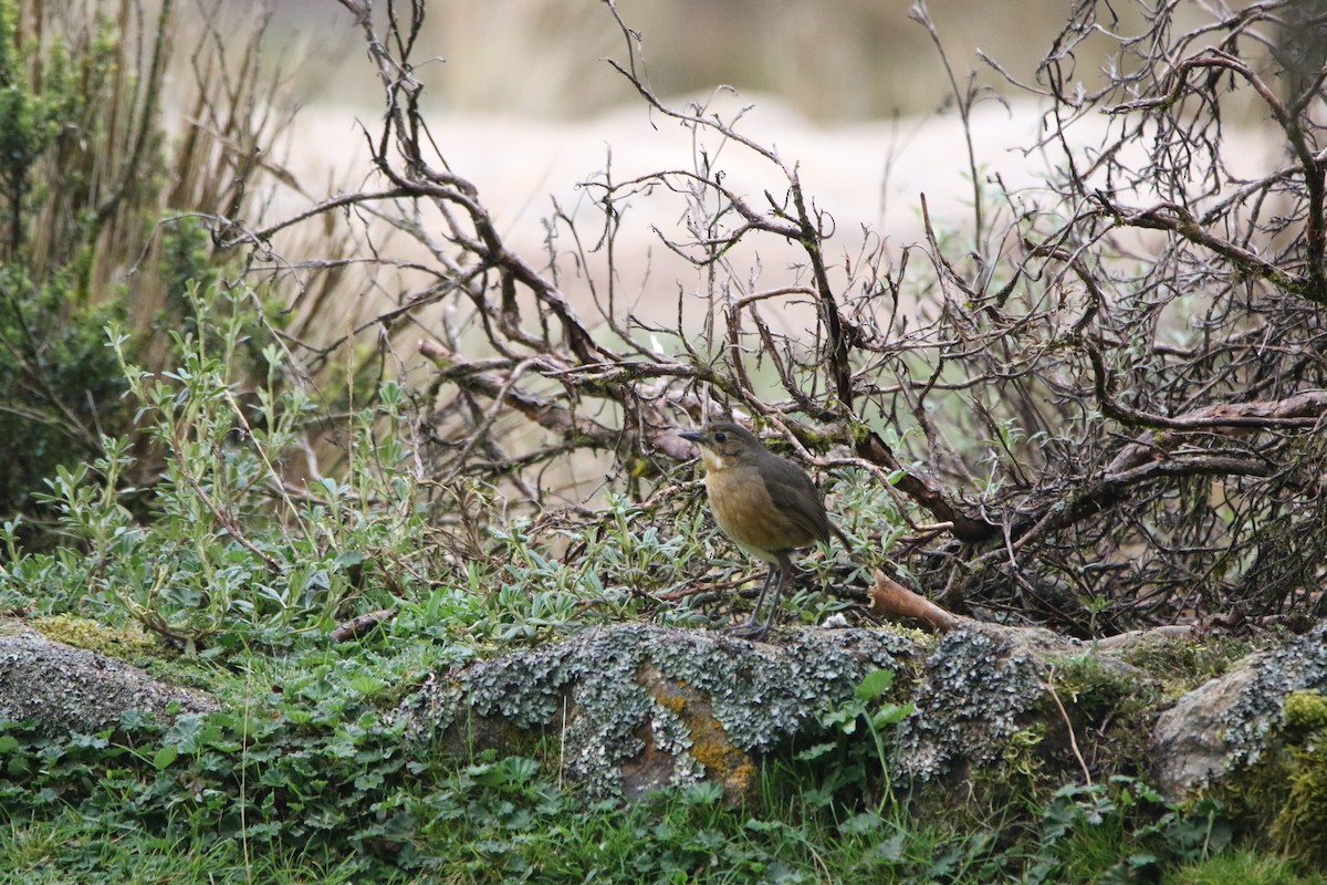 Tawny Antpitta - ML644427905