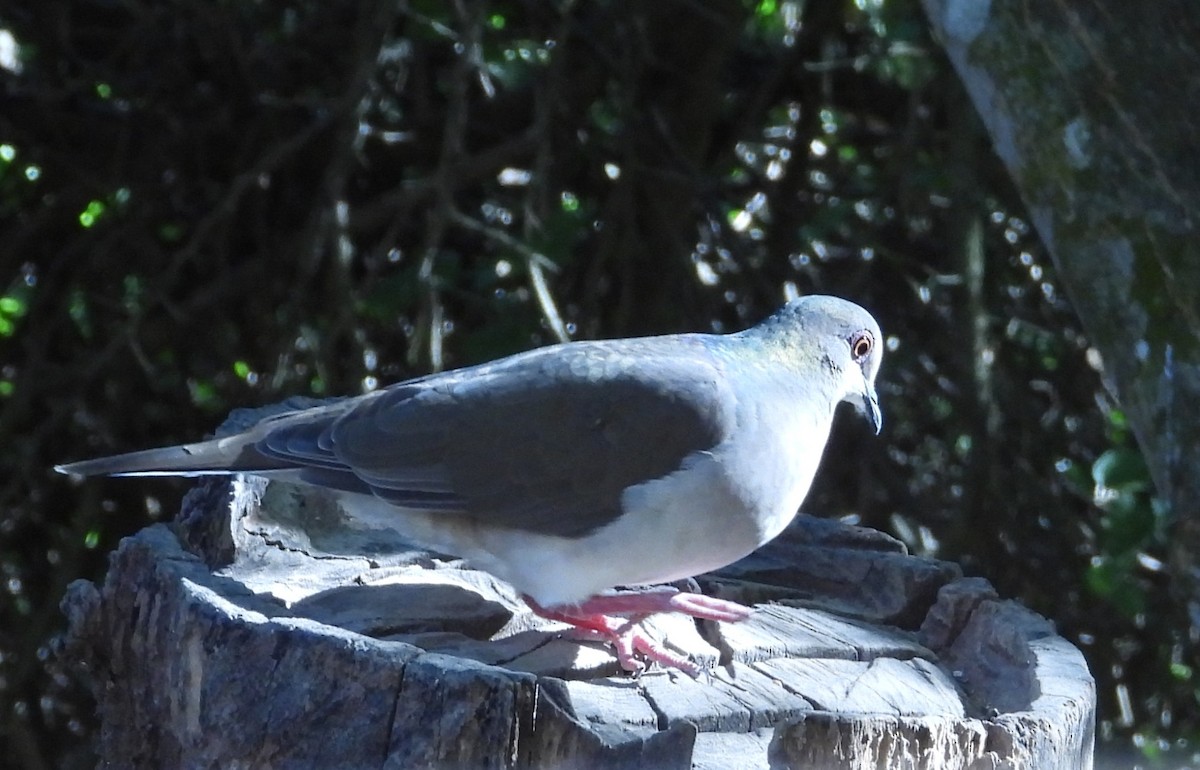 White-tipped Dove - ML644427909