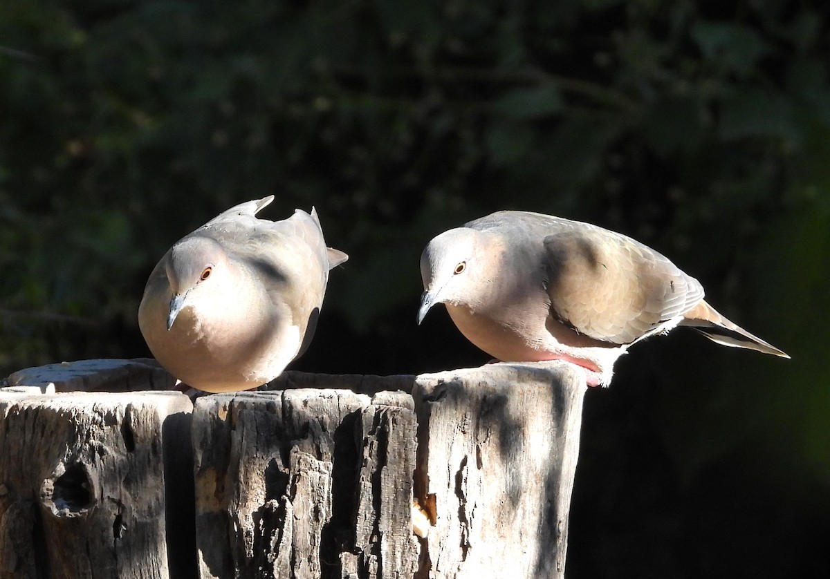 White-tipped Dove - ML644427910
