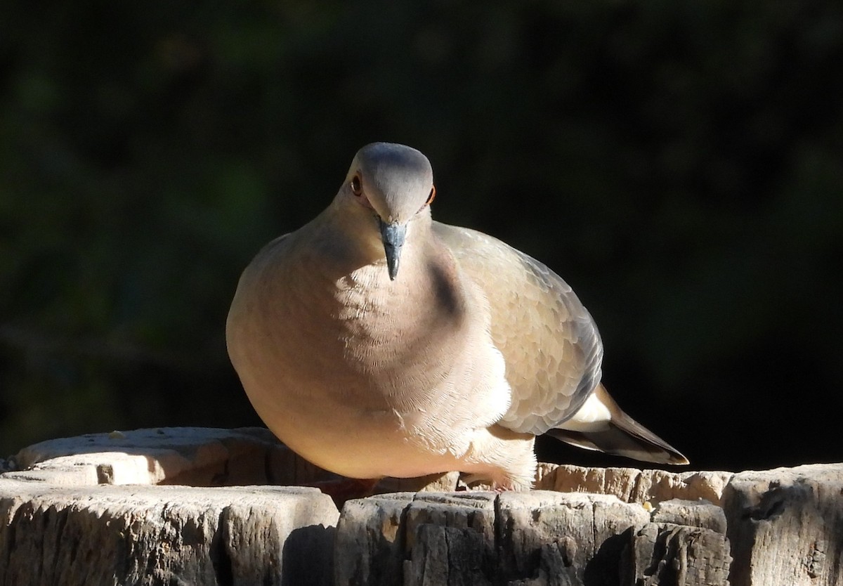 White-tipped Dove - ML644427911