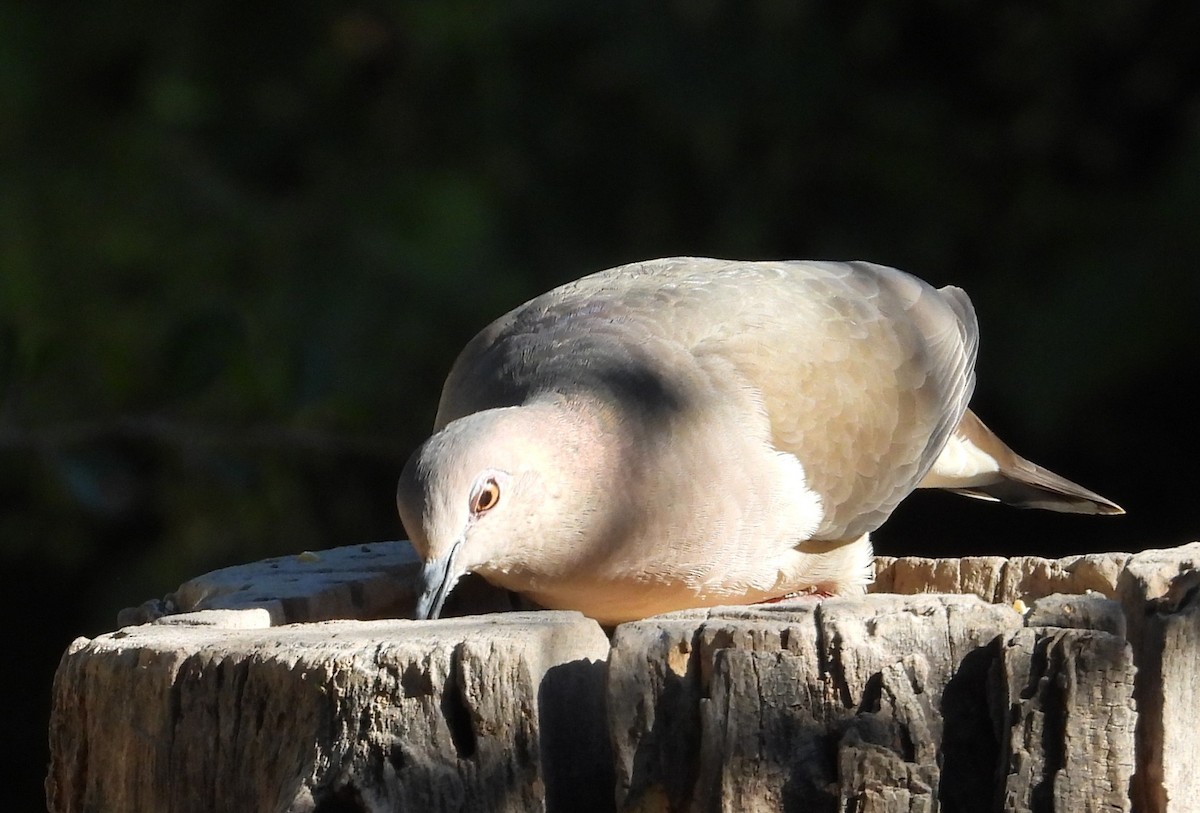 White-tipped Dove - ML644427912