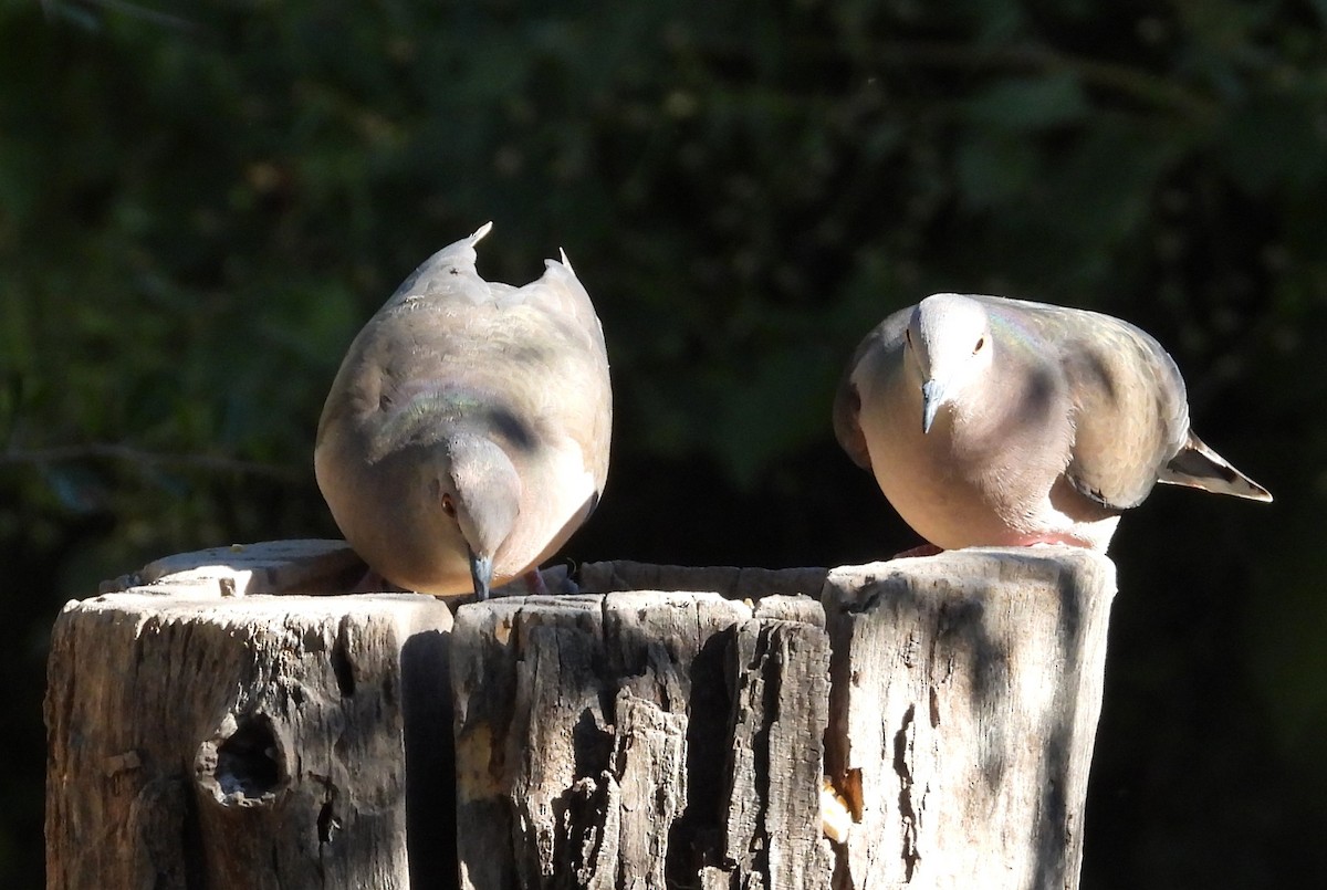 White-tipped Dove - ML644427913