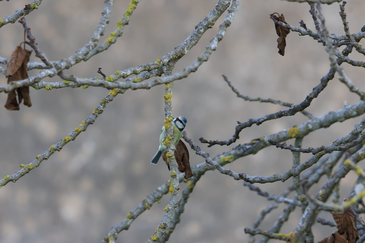 Өрнийн хөх бух - ML644427921