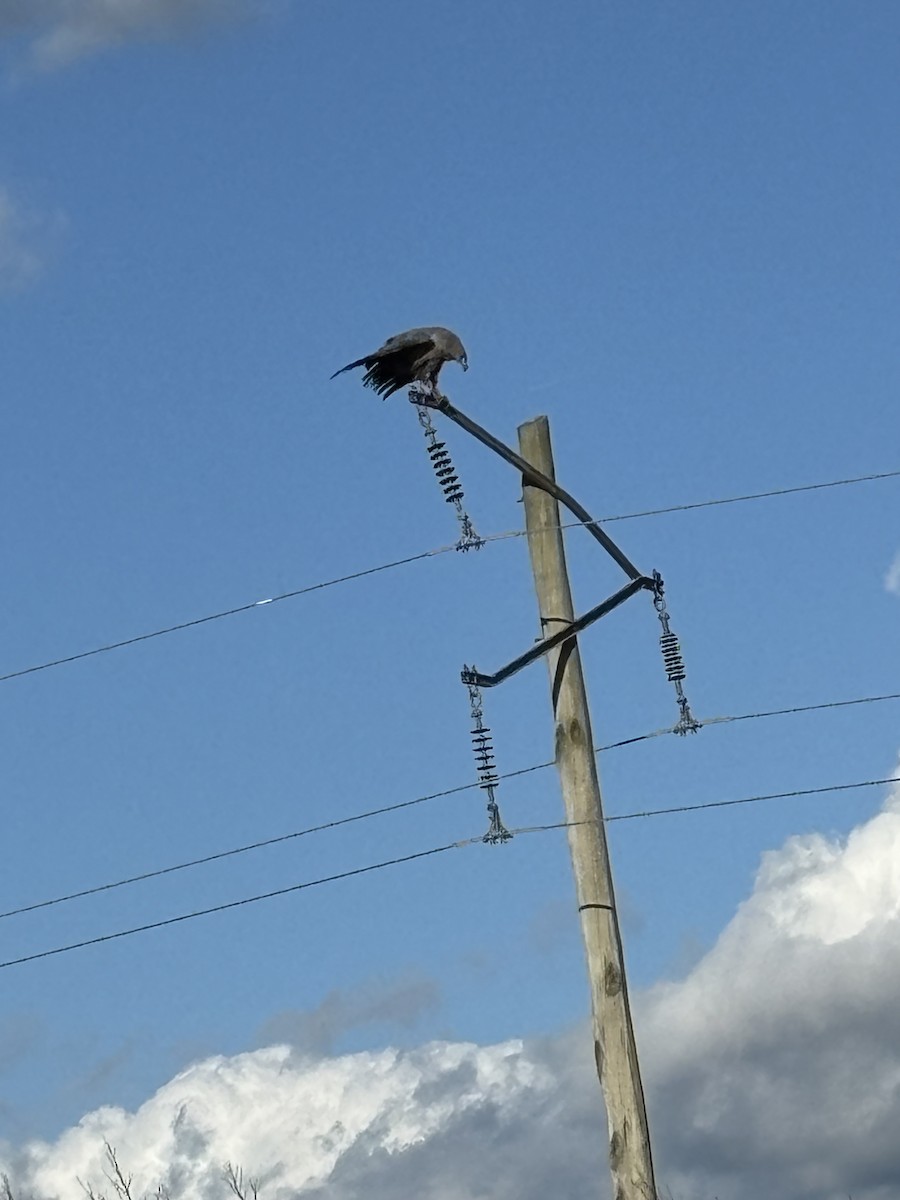 Chaco Eagle - ML644427923