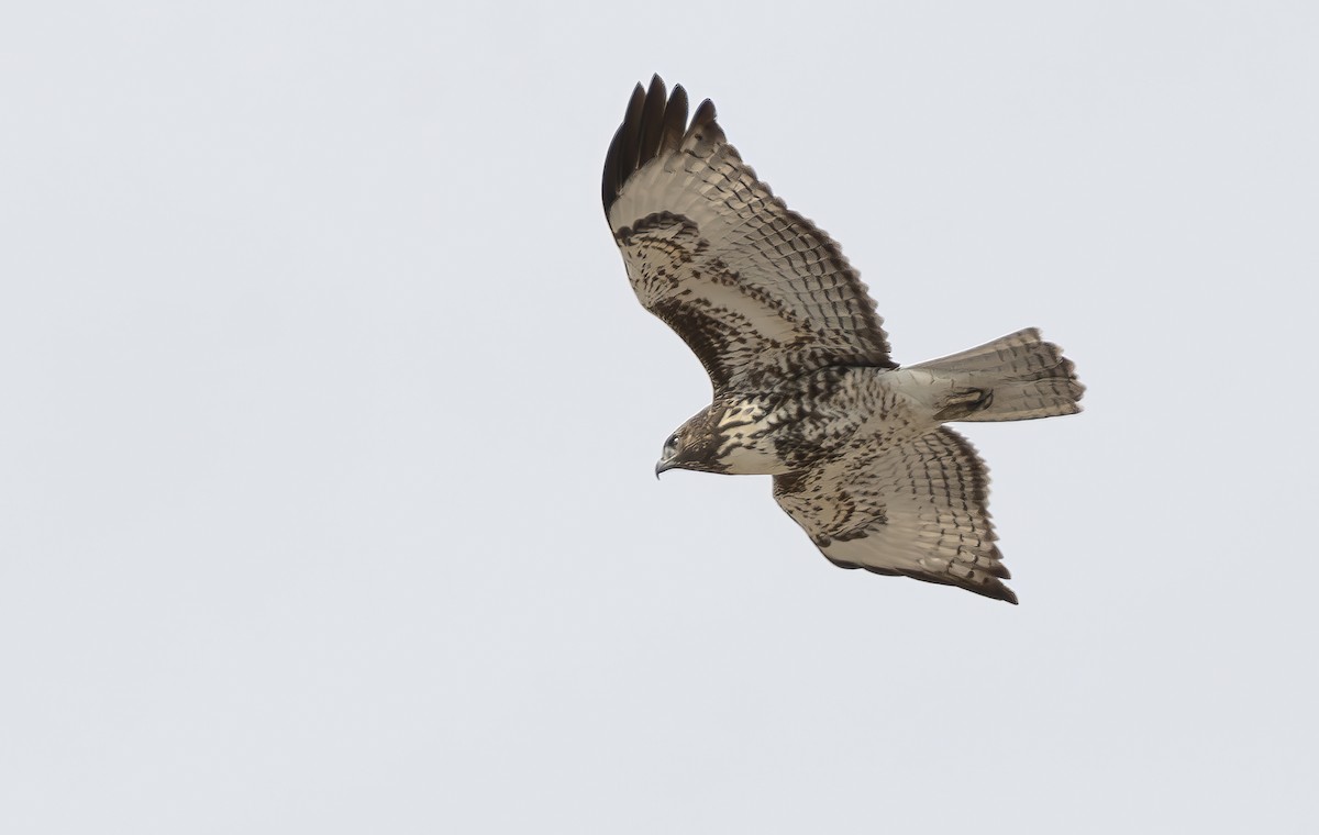 Red-tailed Hawk - ML644427924