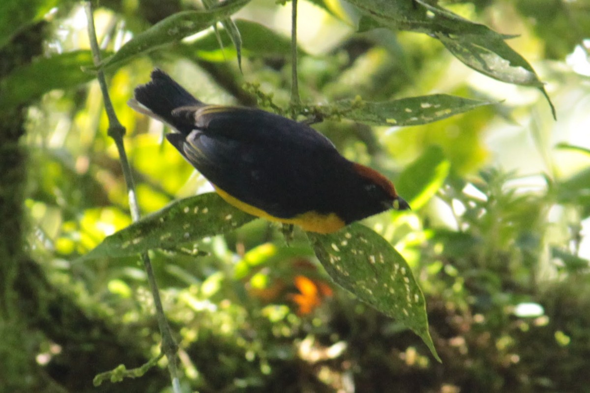 Tawny-capped Euphonia - ML644427925