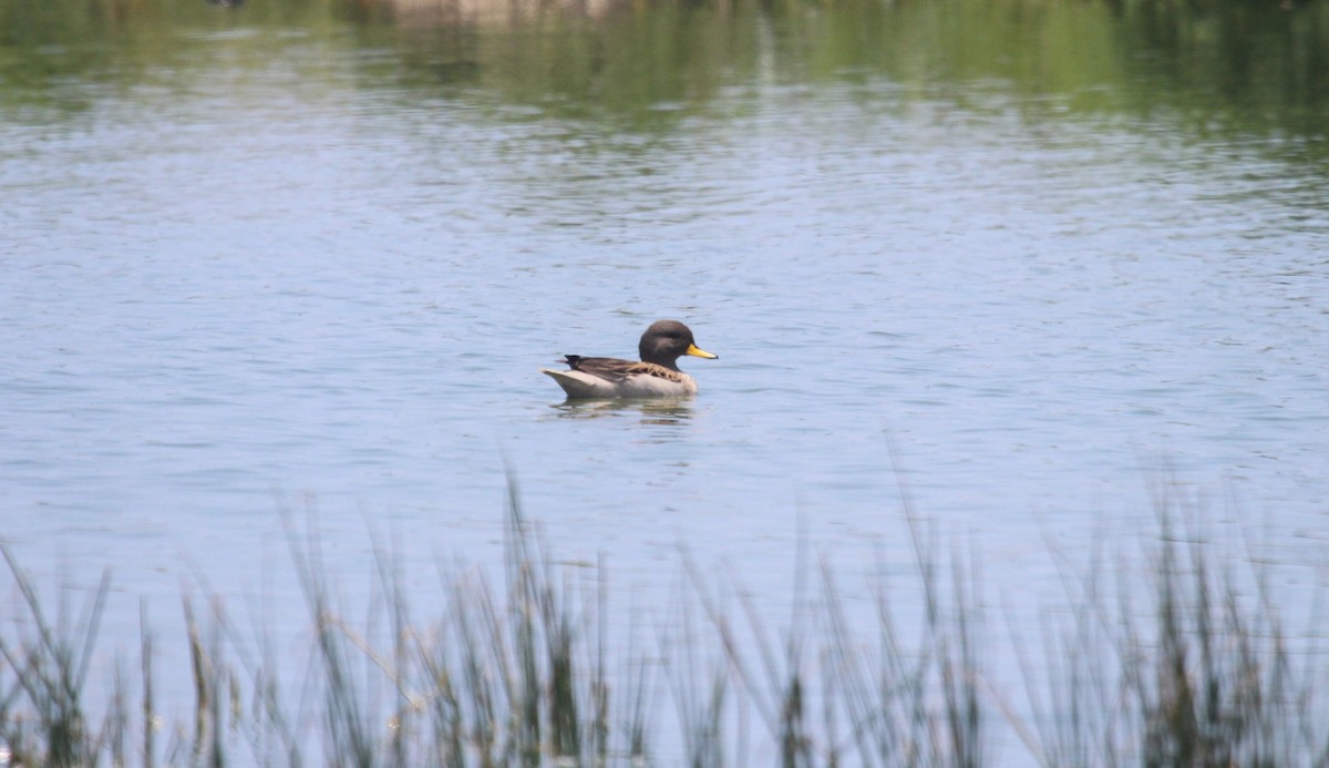 Sarcelle tachetée - ML644427927