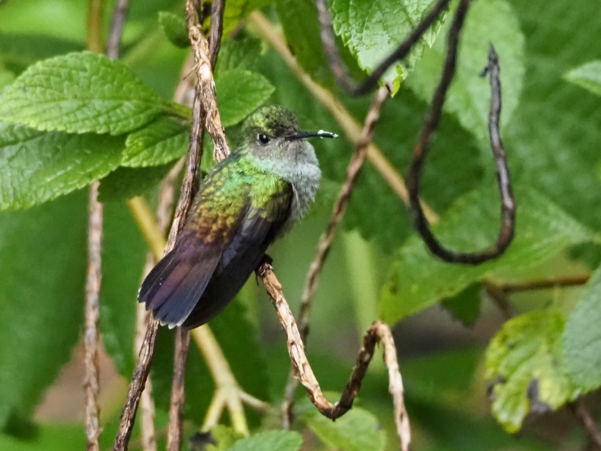 エメラルドハチドリ - ML644427928