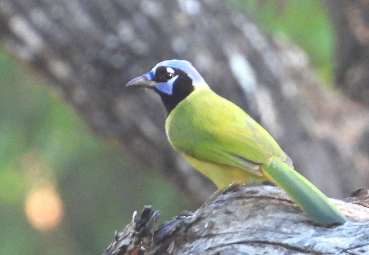 Inkablaurabe - ML644427929