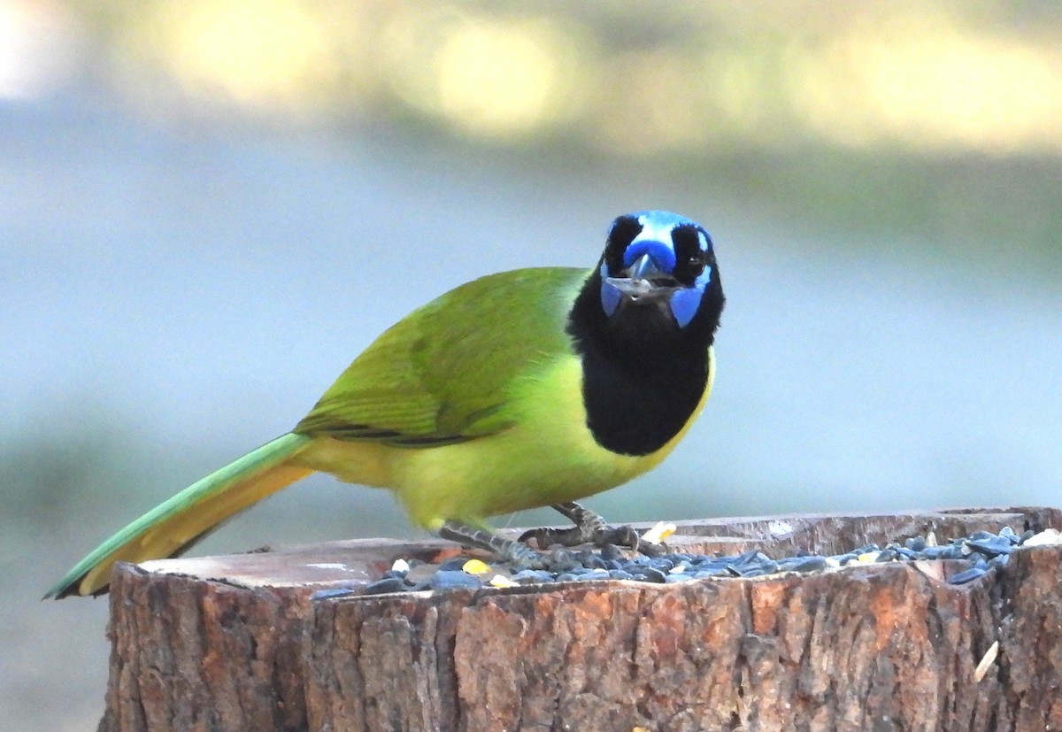 Inkablaurabe - ML644427930