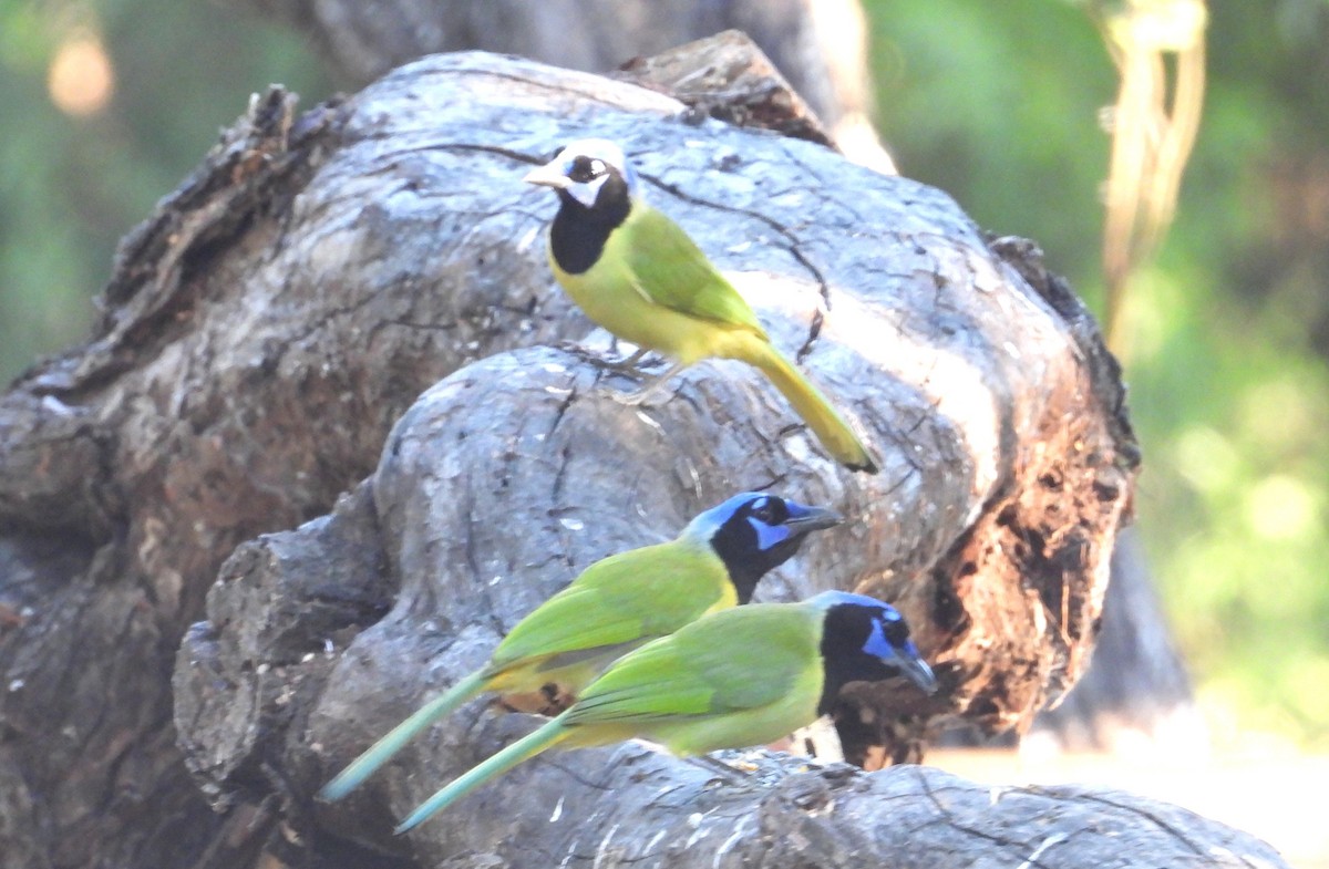 Inkablaurabe - ML644427931