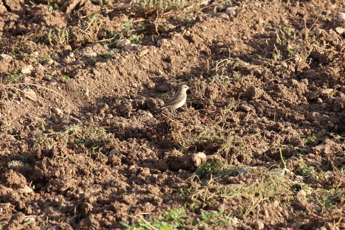 Адууч чогчиго - ML644427937