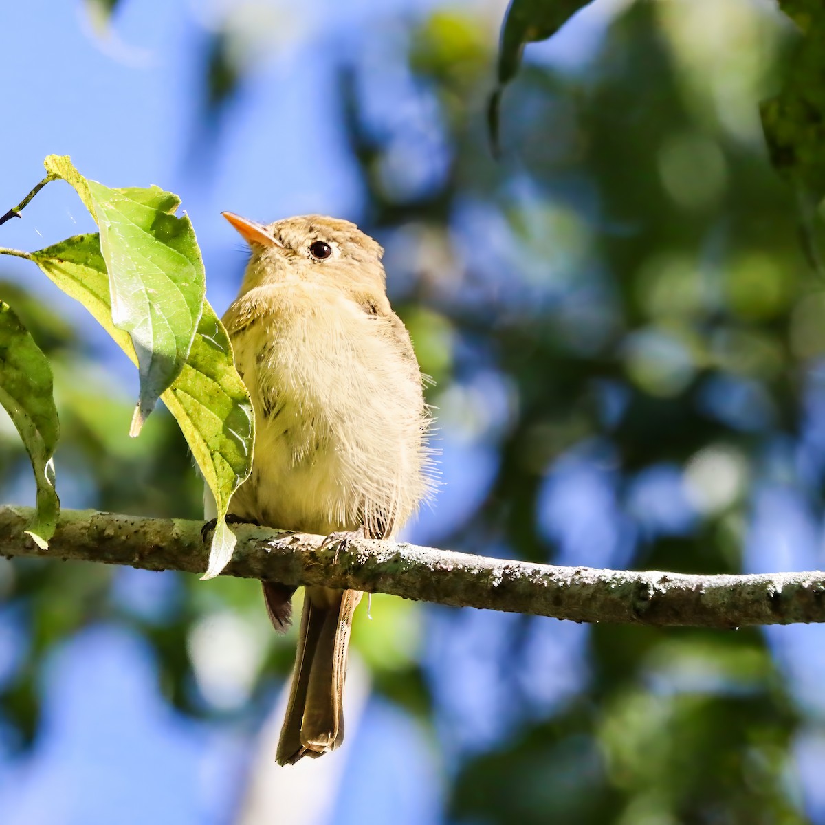 Western Flycatcher (Pacific-slope) - ML644427940