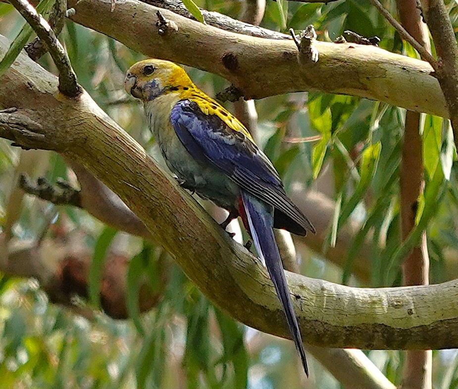 ホオアオサメクサインコ - ML644427957