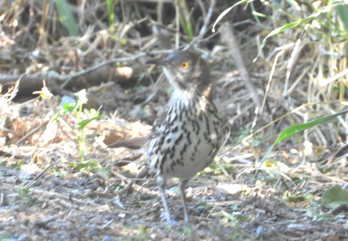 Long-billed Thrasher - ML644427958