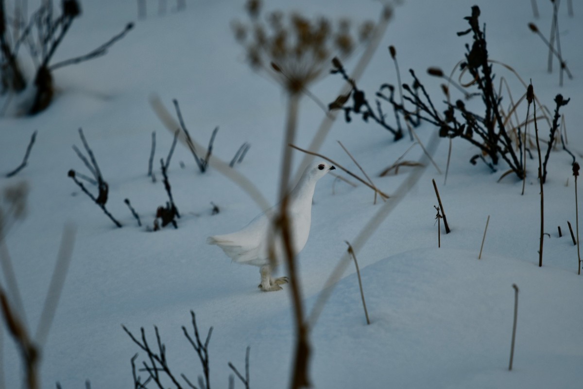 hvitstjertrype - ML644427962