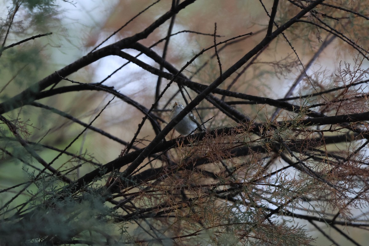 Борлог дууч шувуу - ML644427978