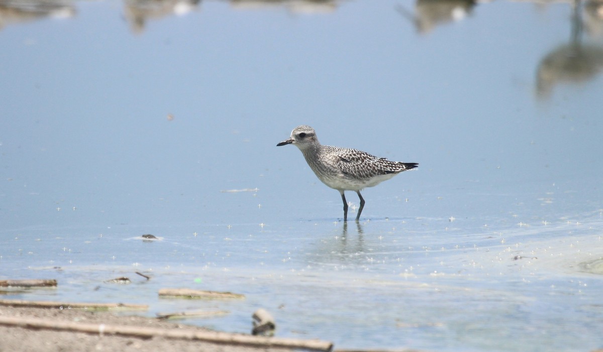 灰斑鴴 - ML644427987