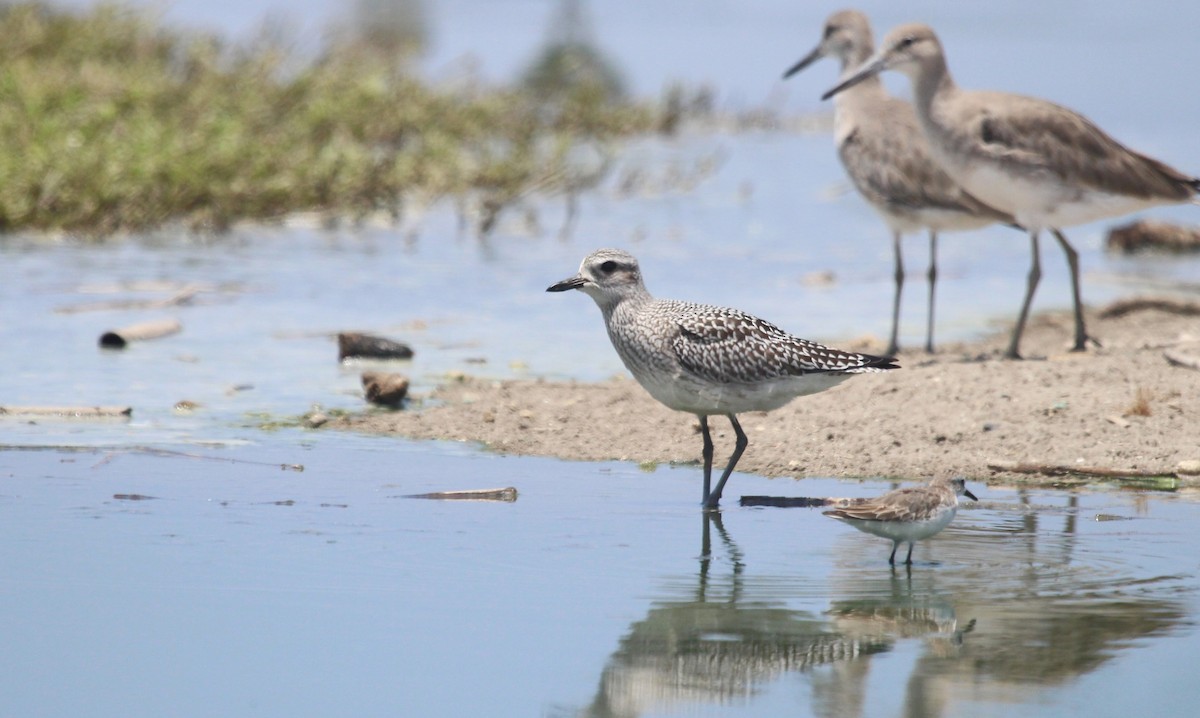 灰斑鴴 - ML644427988