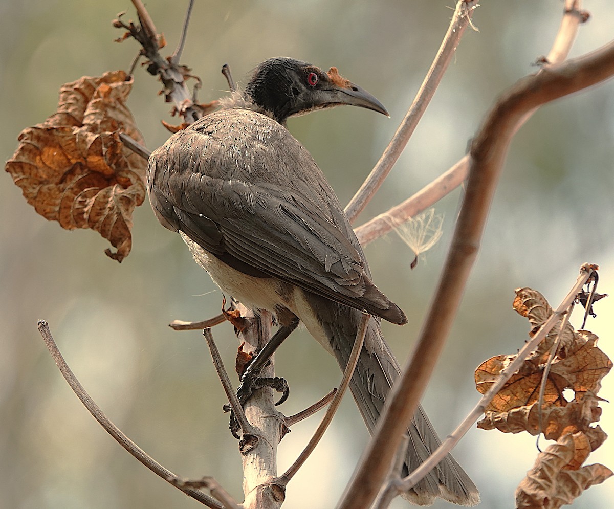 Filemón Chillón - ML644427994