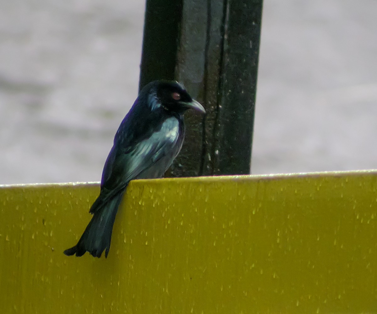 Hair-crested Drongo - ML644427997