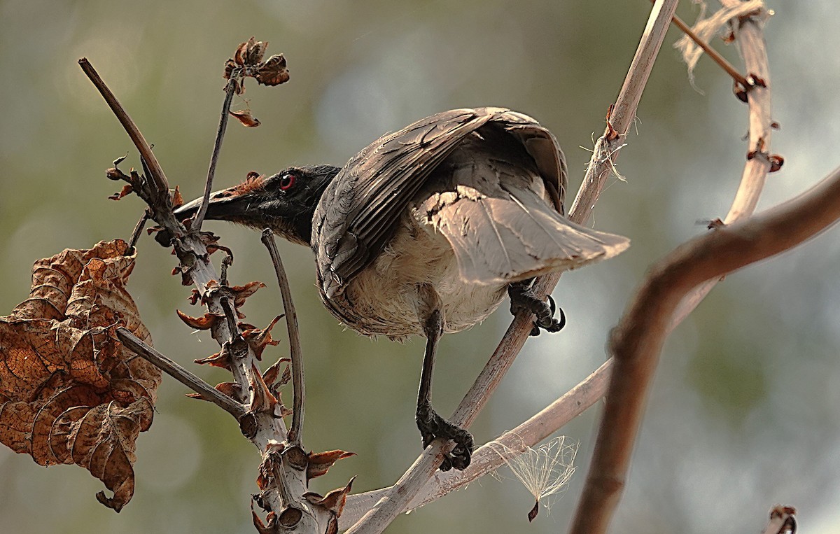 Filemón Chillón - ML644427998