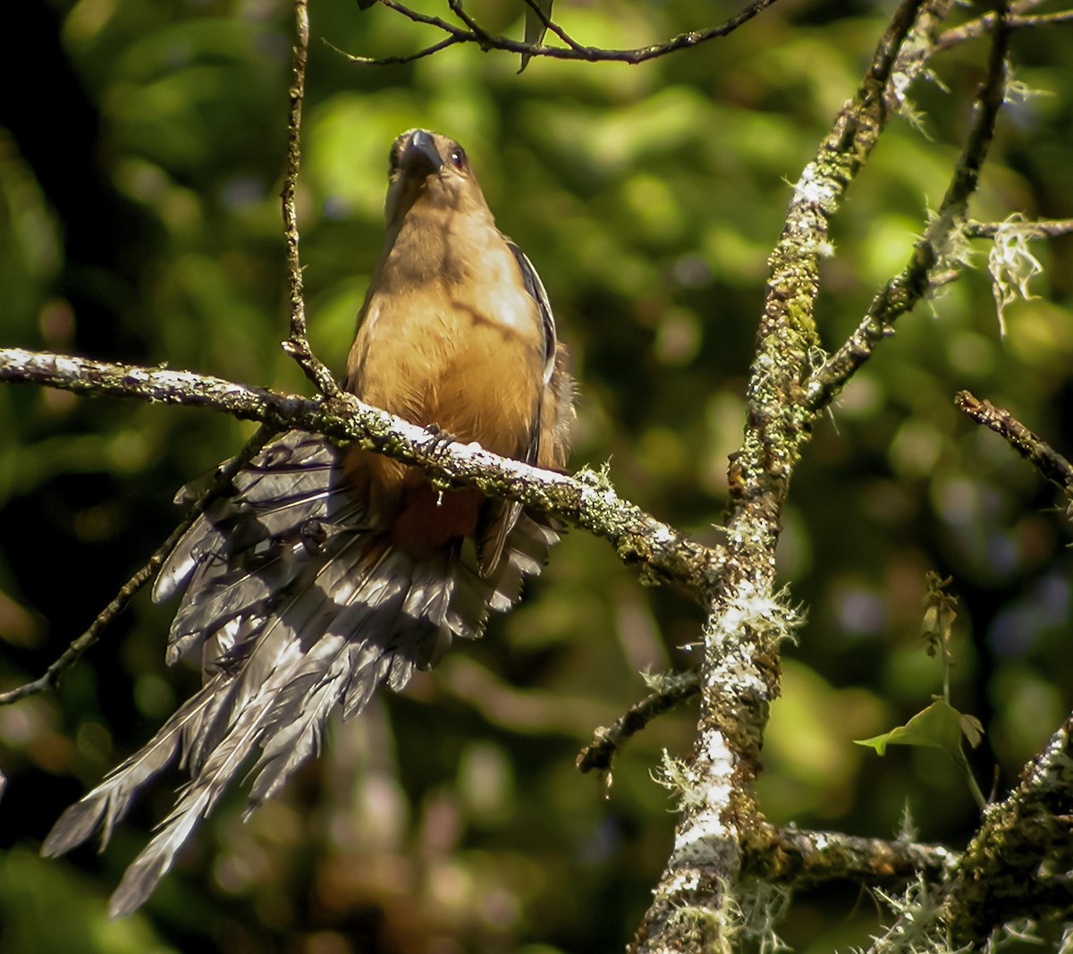 Bornean Treepie - ML644428000