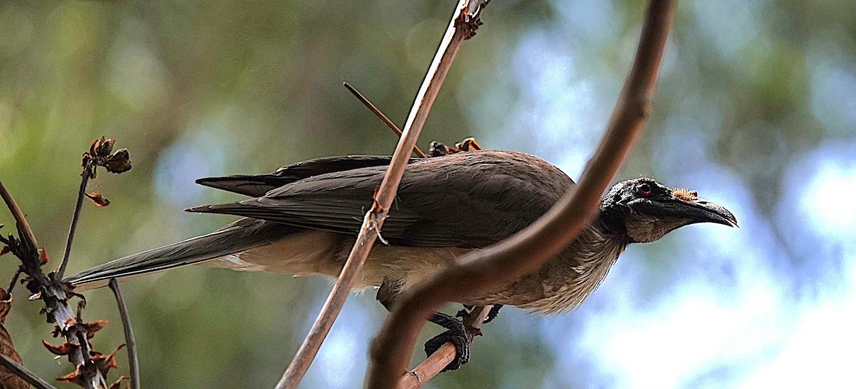 Filemón Chillón - ML644428001