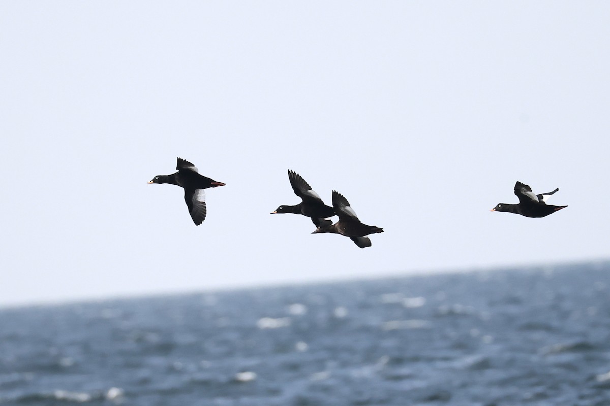 Macreuse brune - ML644428005