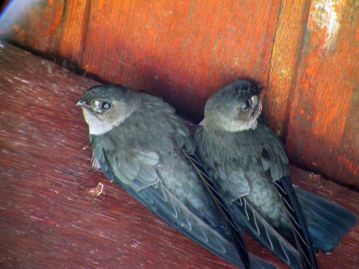 salangana světlebřichá - ML644428007