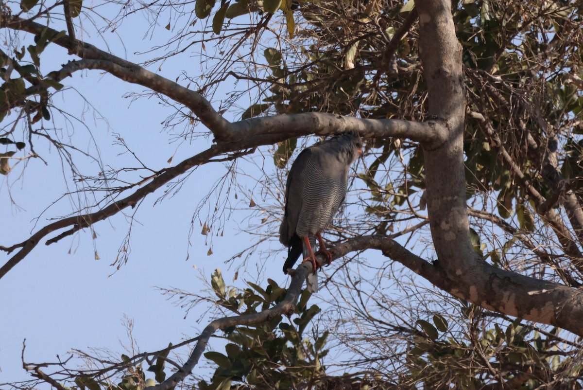 Dark Chanting-Goshawk - ML644428014