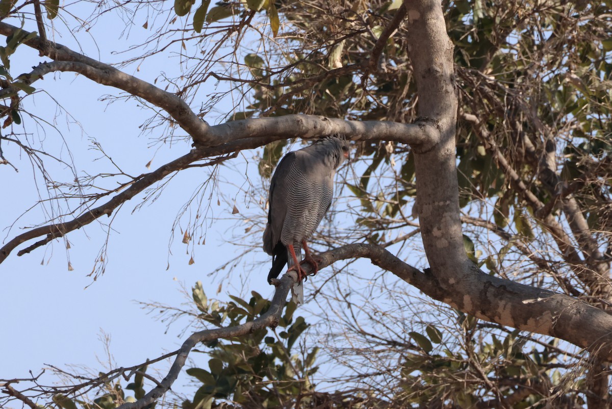 Dark Chanting-Goshawk - ML644428016