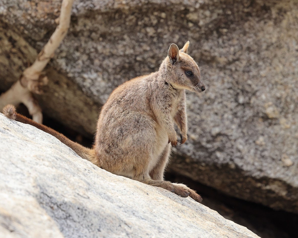 Mareeba Rock Wallaby - ML644428018