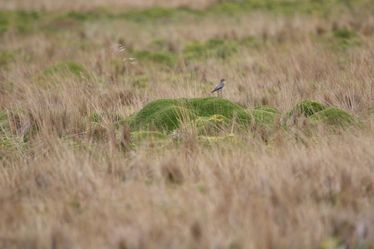 Plain-capped Ground-Tyrant - ML644428040