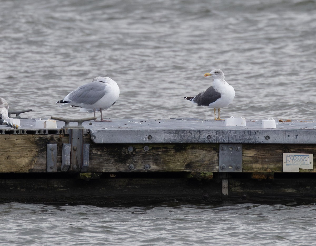 Lesser Black-backed Gull - ML644428047