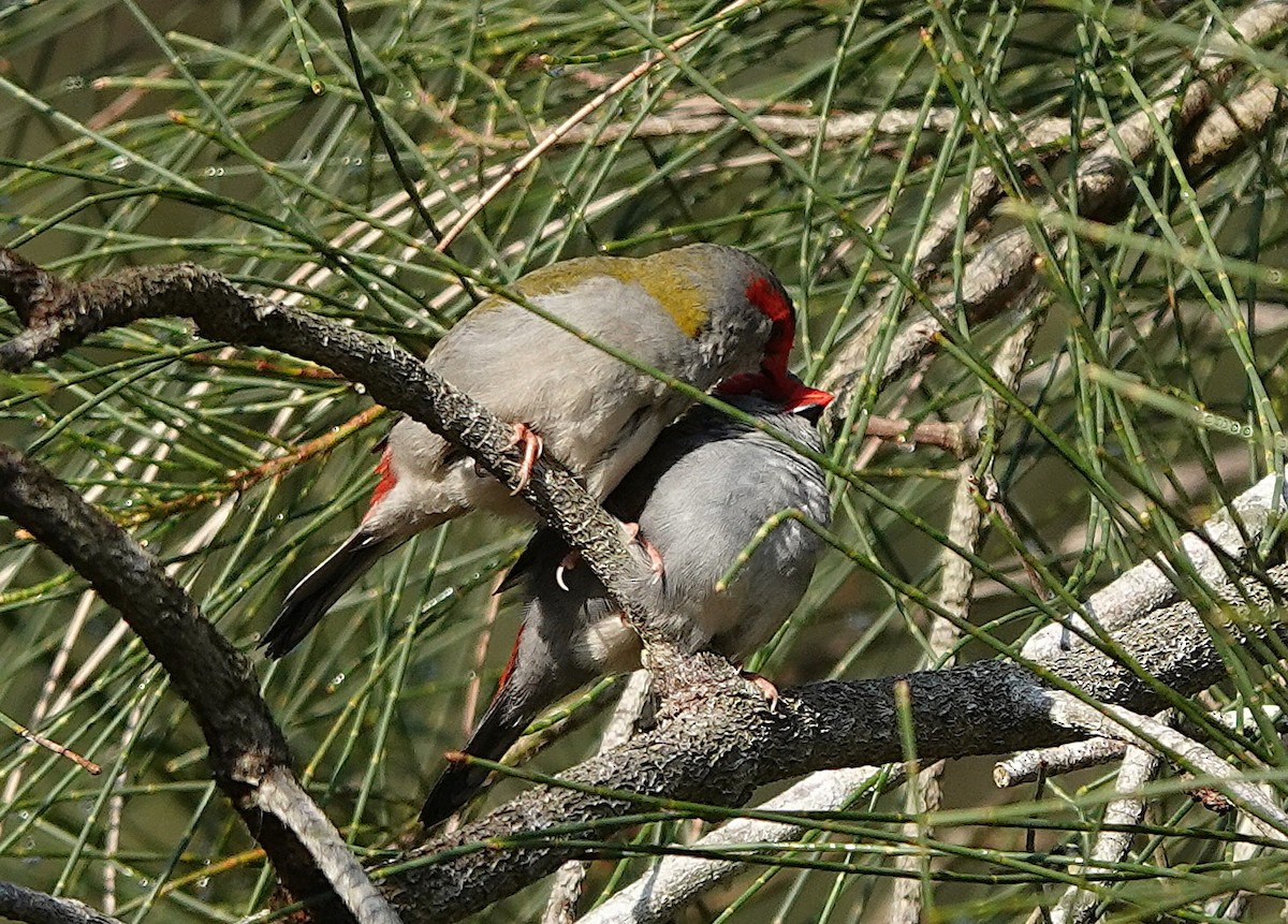 Краснобровая амадина - ML644428049