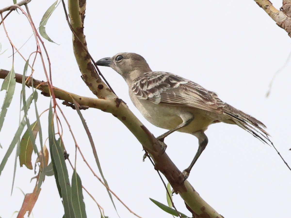 lemčík velký - ML644428050