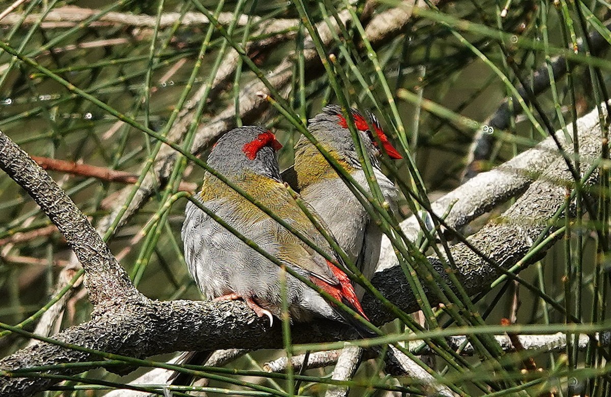 Краснобровая амадина - ML644428054