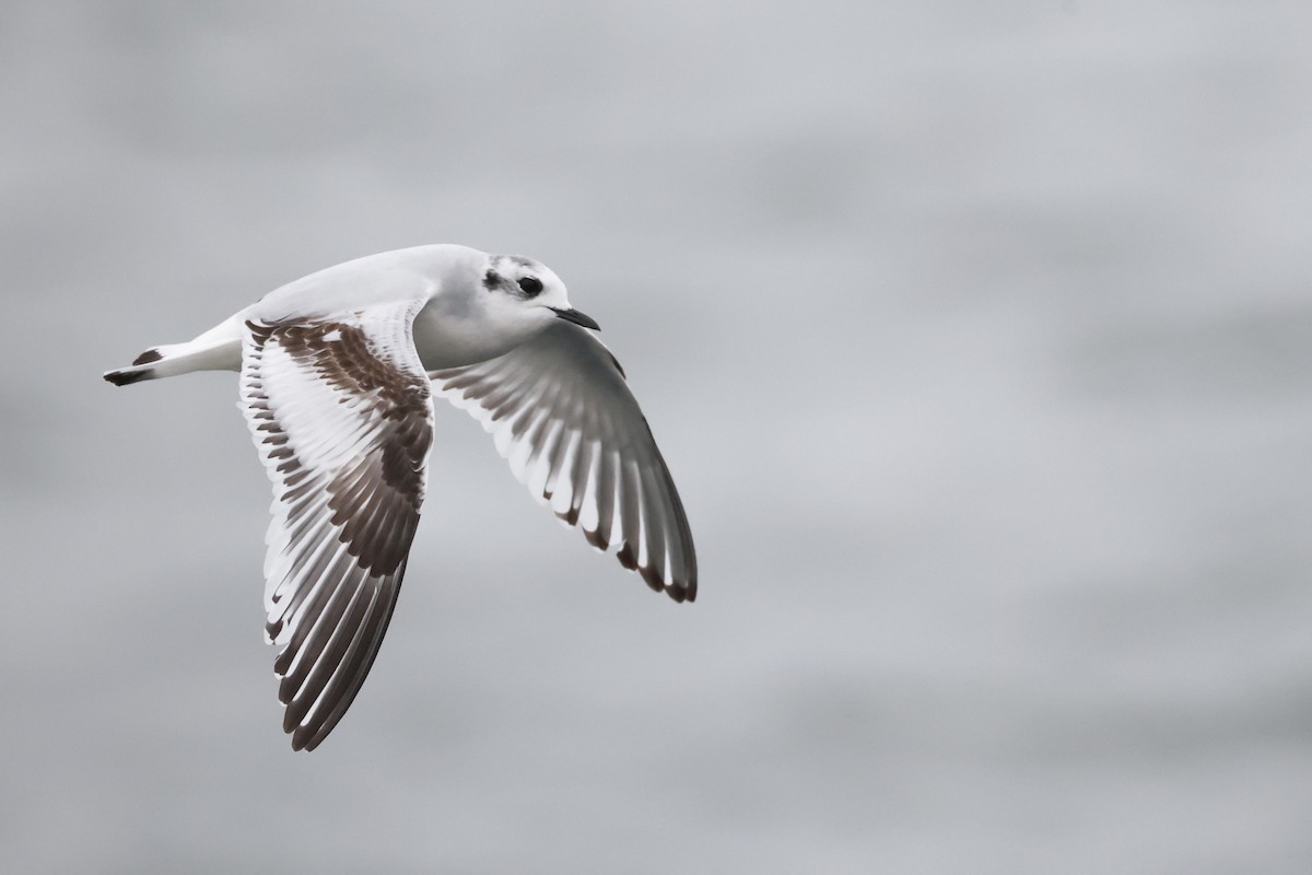 Little Gull - ML644428057