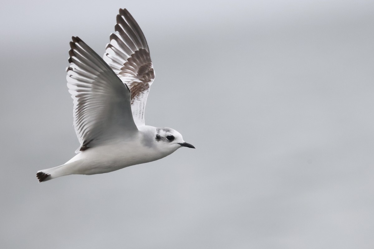 Little Gull - ML644428058