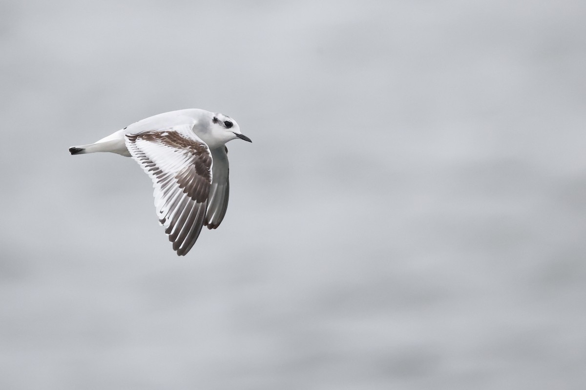 Little Gull - ML644428059