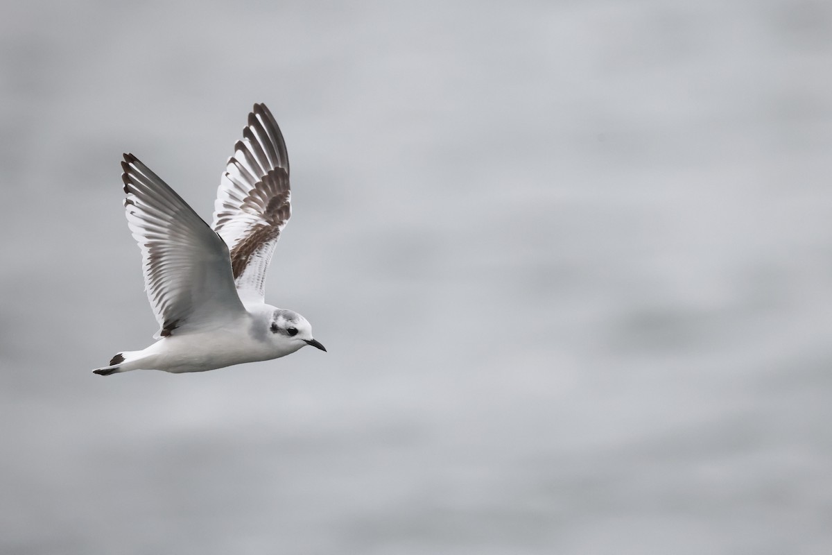 Little Gull - ML644428060