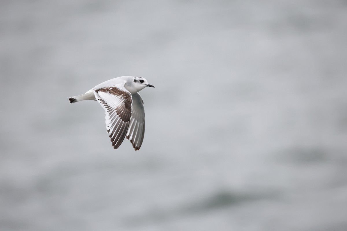 Little Gull - ML644428064