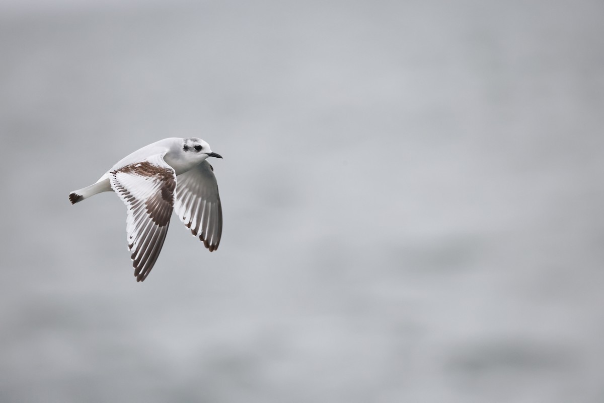 Little Gull - ML644428065